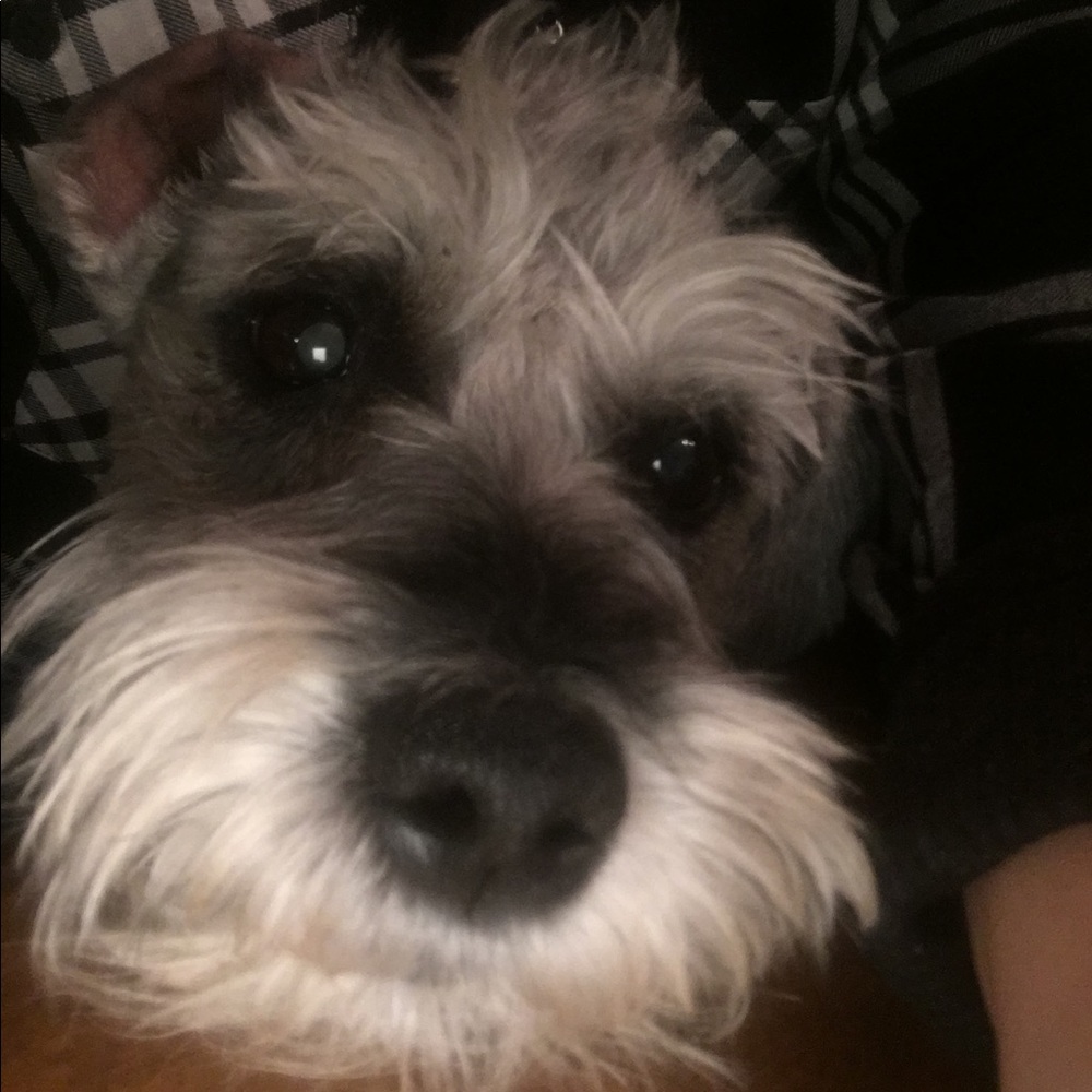 My puppy